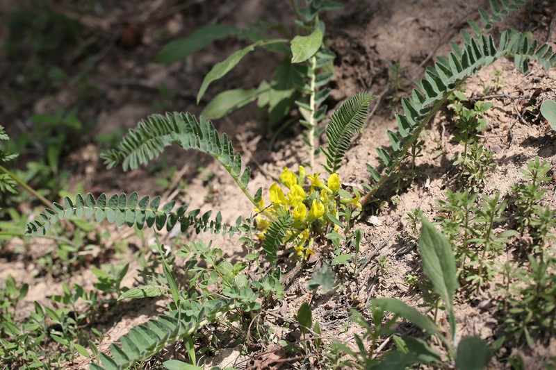 Astragalus chlorodontus photo 7