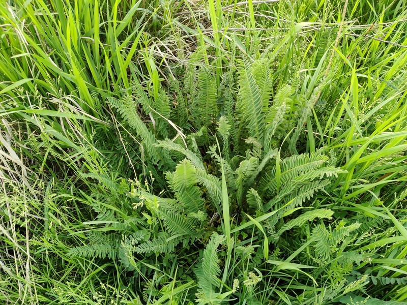 Astragalus chlorodontus photo 8