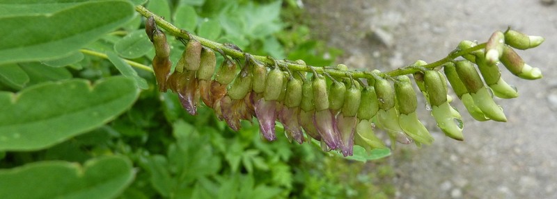 Astragalus chlorostachys