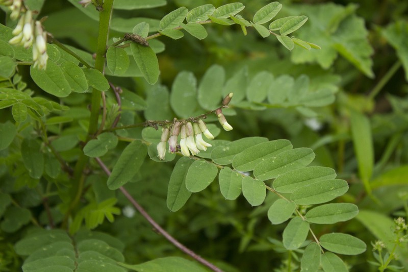 Astragalus chlorostachys photo 2