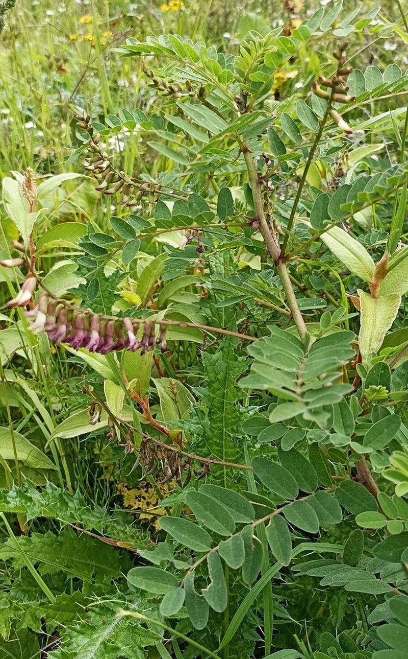 Astragalus chlorostachys photo 3
