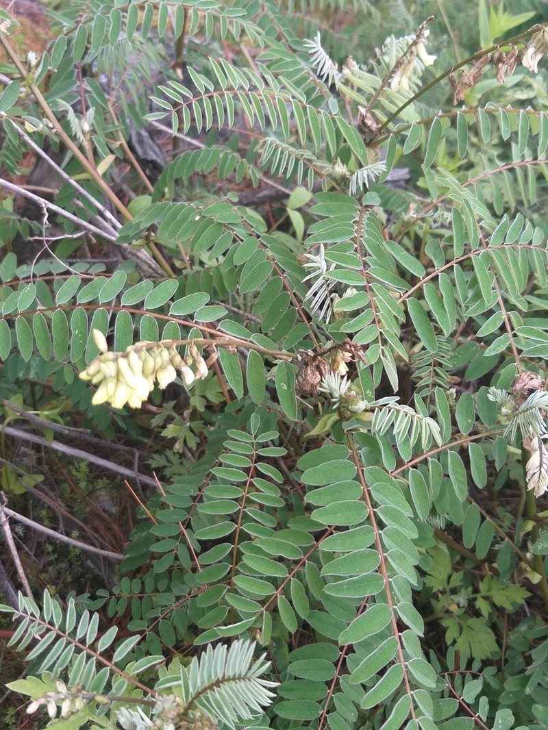 Astragalus chlorostachys photo 4