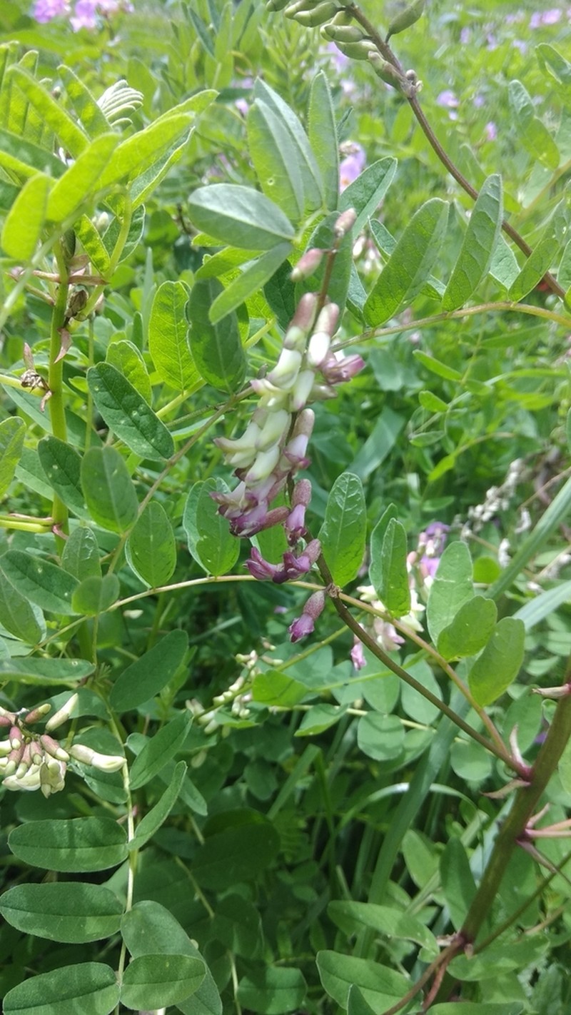 Astragalus chlorostachys photo 5