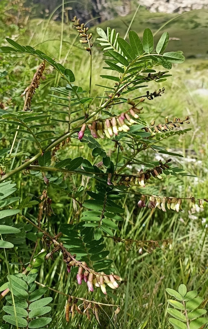 Astragalus chlorostachys photo 6