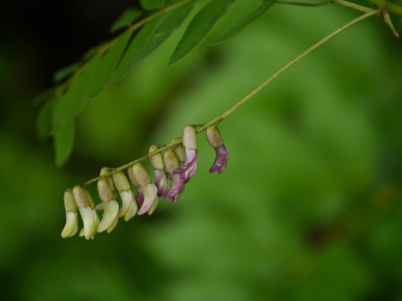 Astragalus chlorostachys photo 7