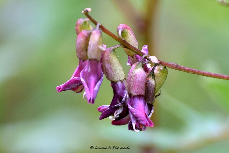 Astragalus chlorostachys photo 8