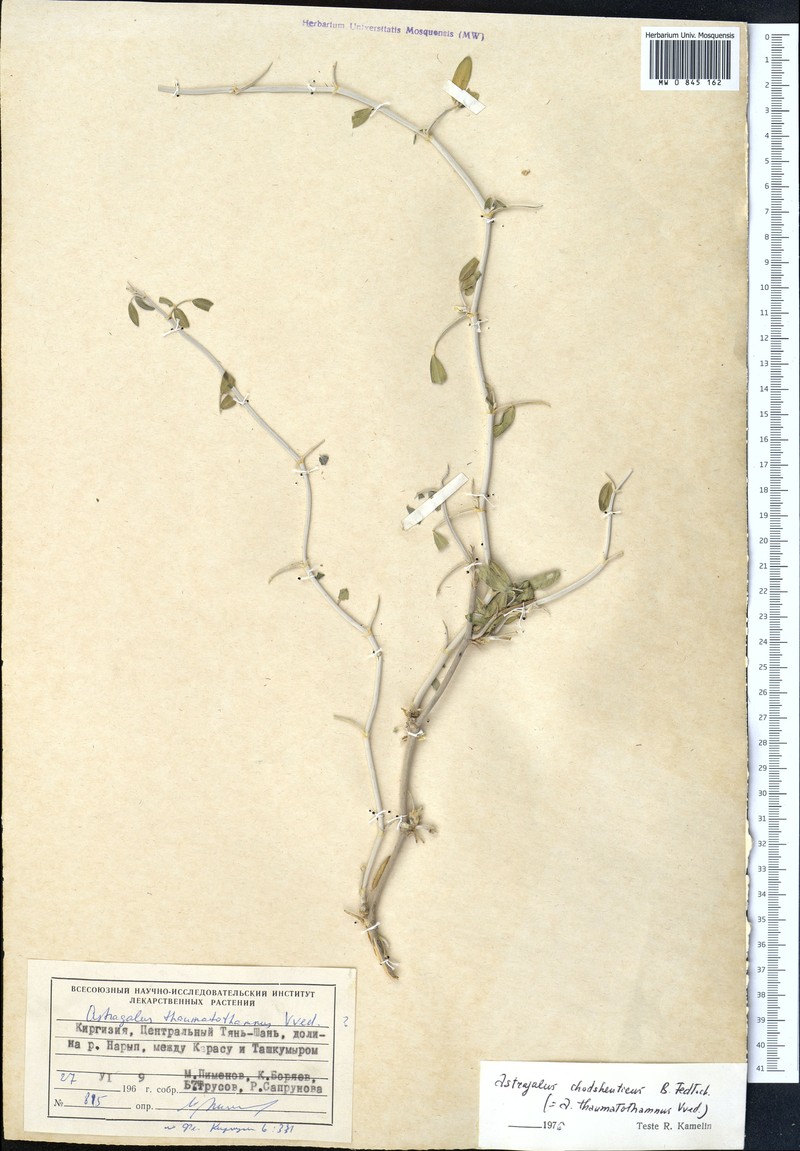 Astragalus chodshenticus