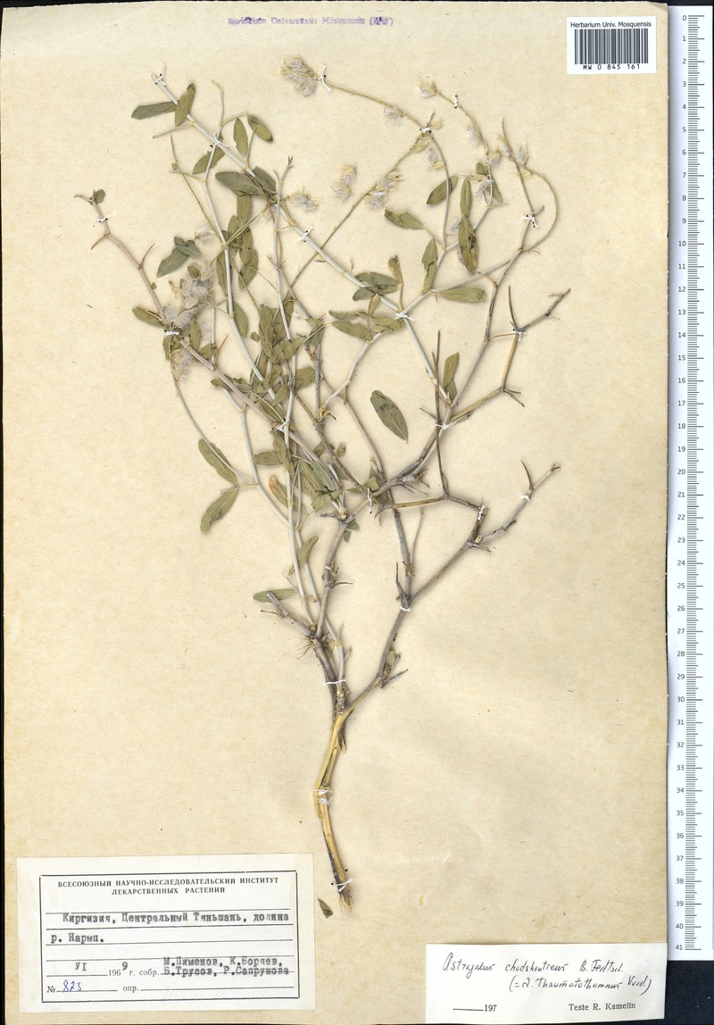 Astragalus chodshenticus photo 2