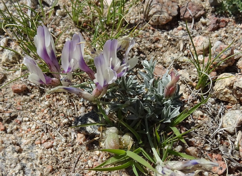 Astragalus chomutowii