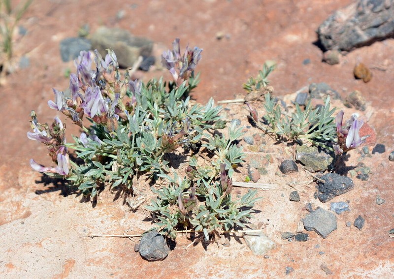 Astragalus chomutowii photo 2