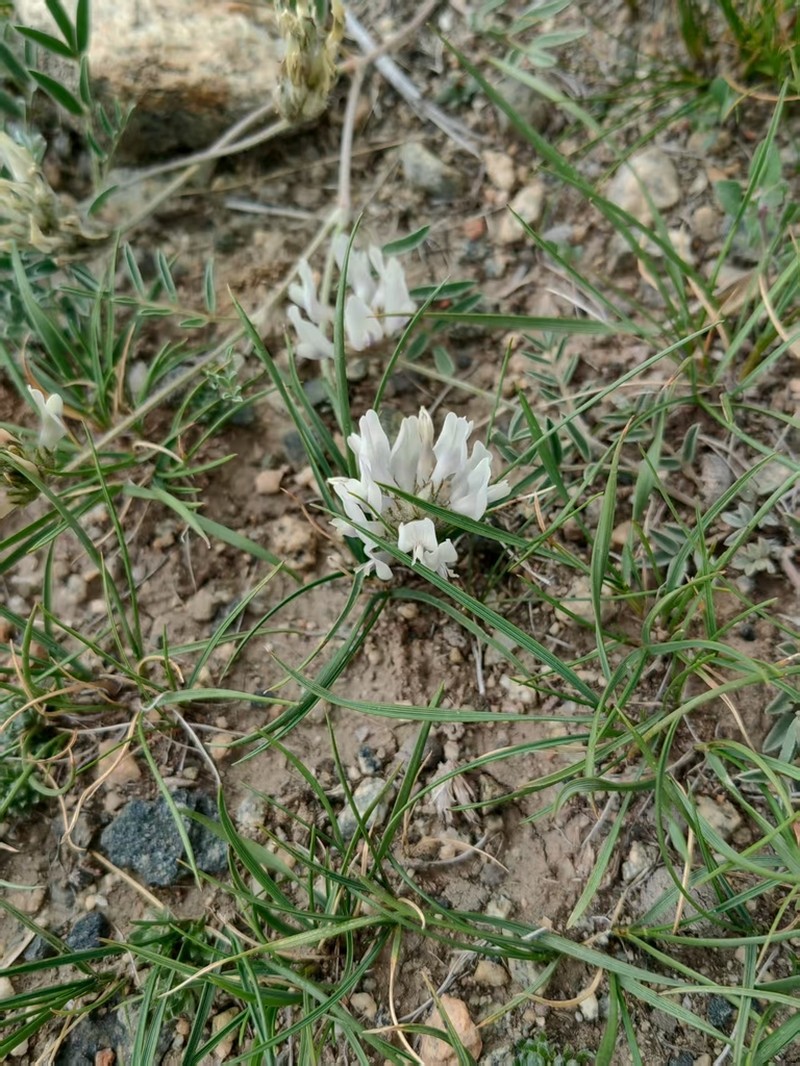 Astragalus chomutowii photo 3