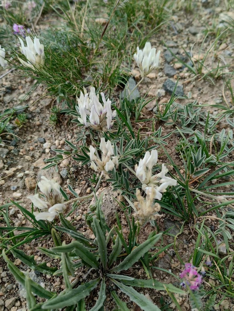 Astragalus chomutowii photo 4