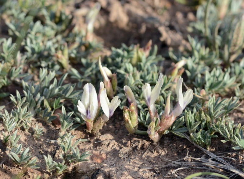 Astragalus chomutowii photo 5