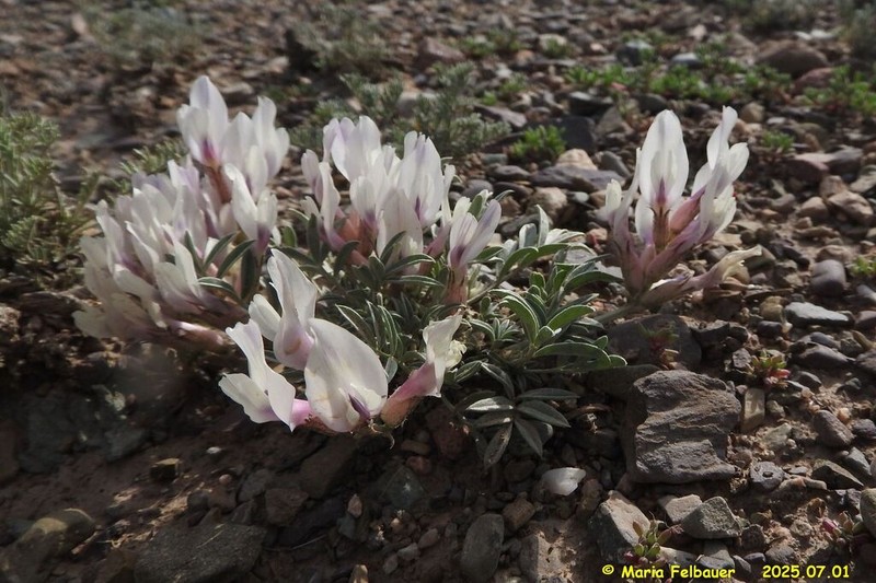 Astragalus chomutowii photo 6