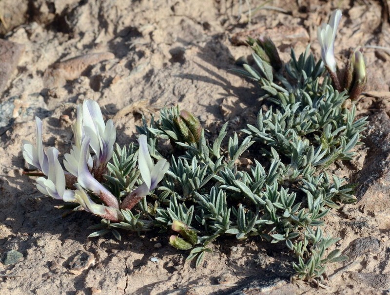 Astragalus chomutowii photo 7