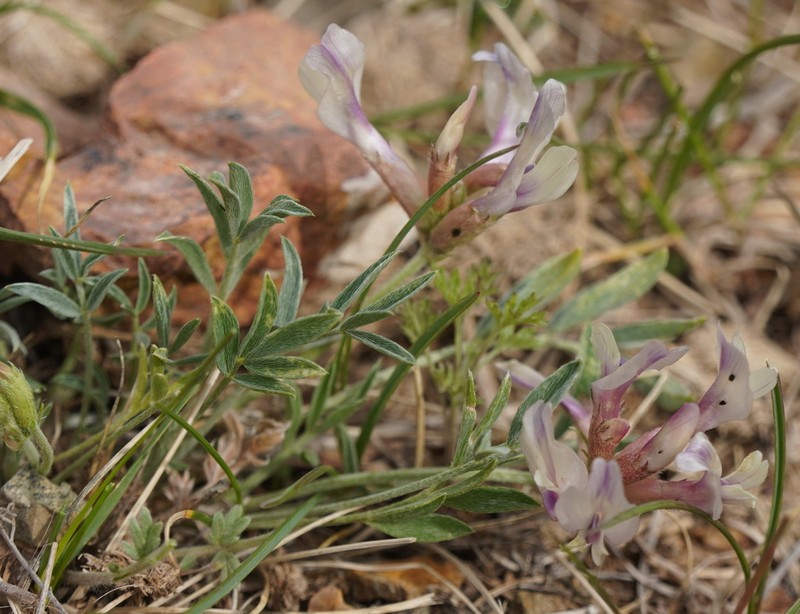 Astragalus chomutowii photo 8