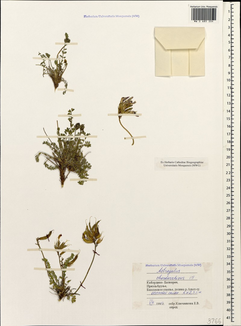 Astragalus chordorrhizus