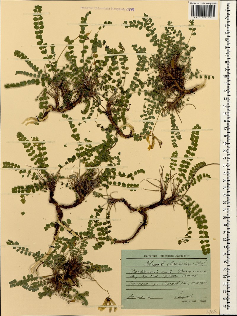 Astragalus chordorrhizus photo 2
