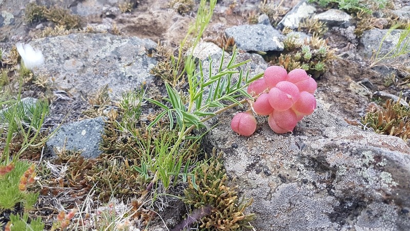 Astragalus chorinensis photo 4