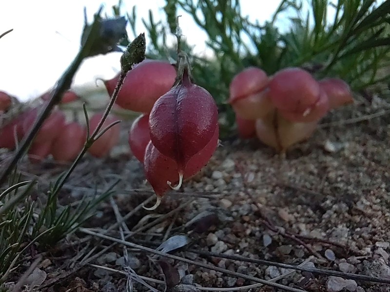 Astragalus chorinensis photo 5