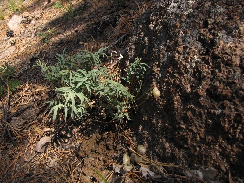Astragalus chorinensis photo 6