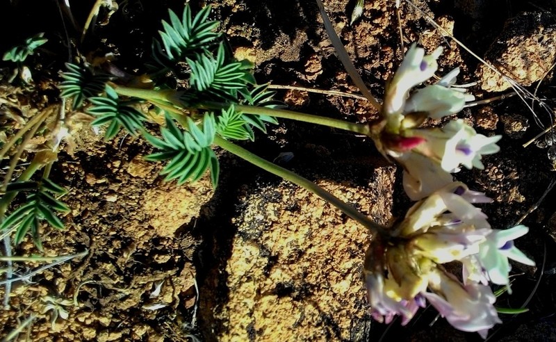 Astragalus chorinensis photo 7