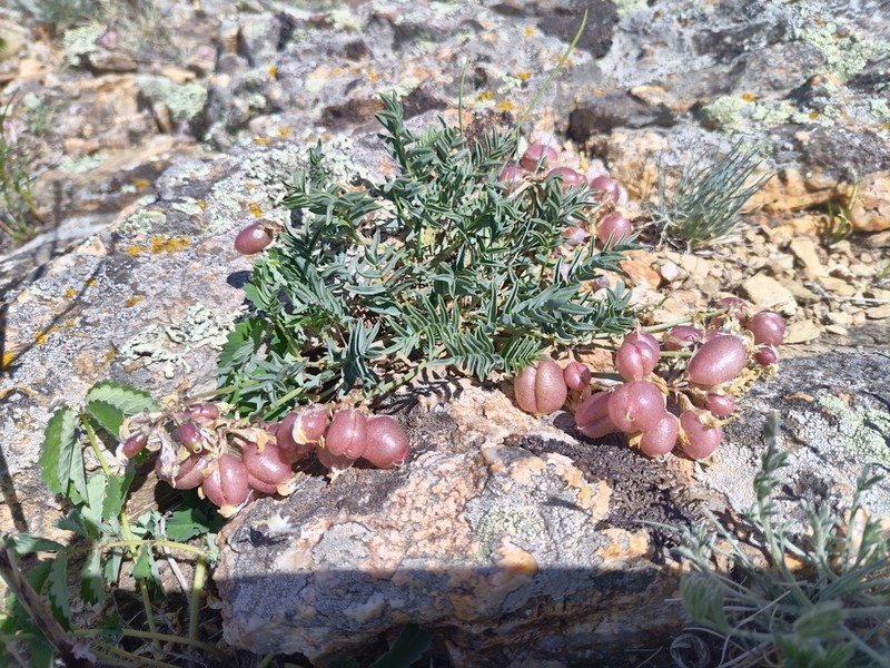 Astragalus chorinensis photo 8