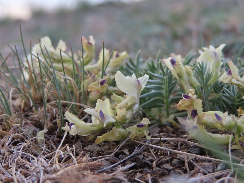 Astragalus chorinensis