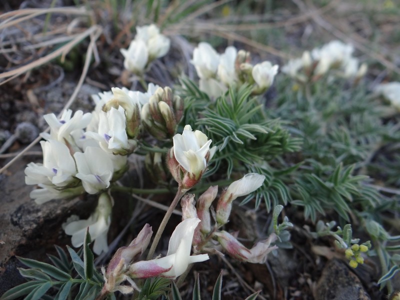 Astragalus chorinensis photo 2