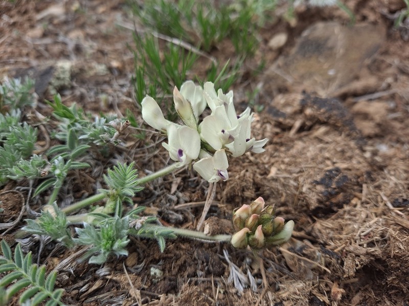 Astragalus chorinensis photo 3