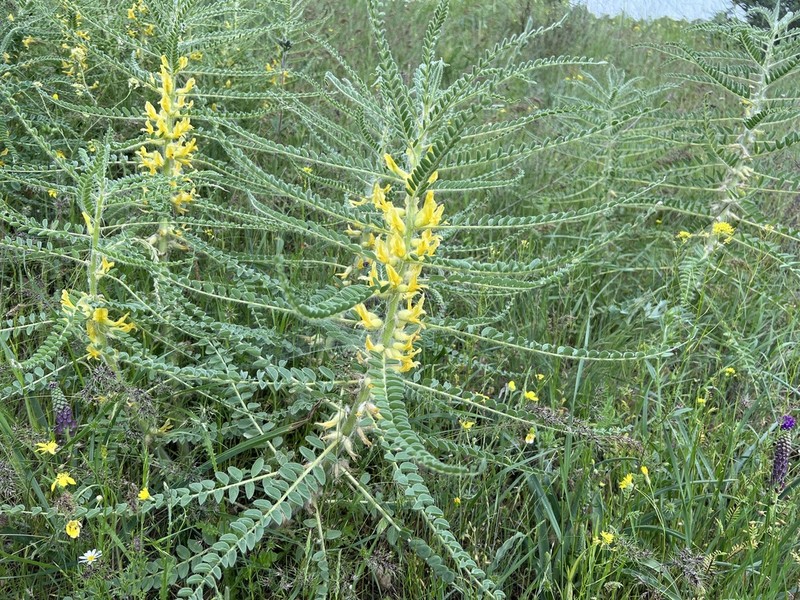 Astragalus christianus