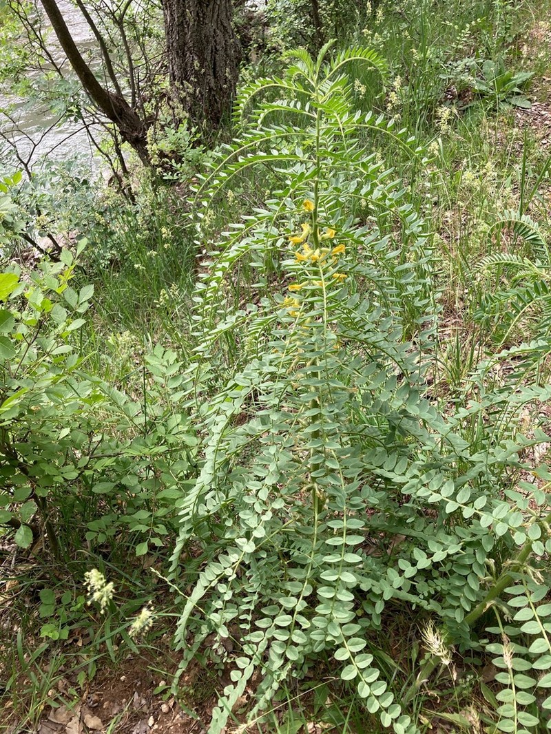 Astragalus christianus photo 2