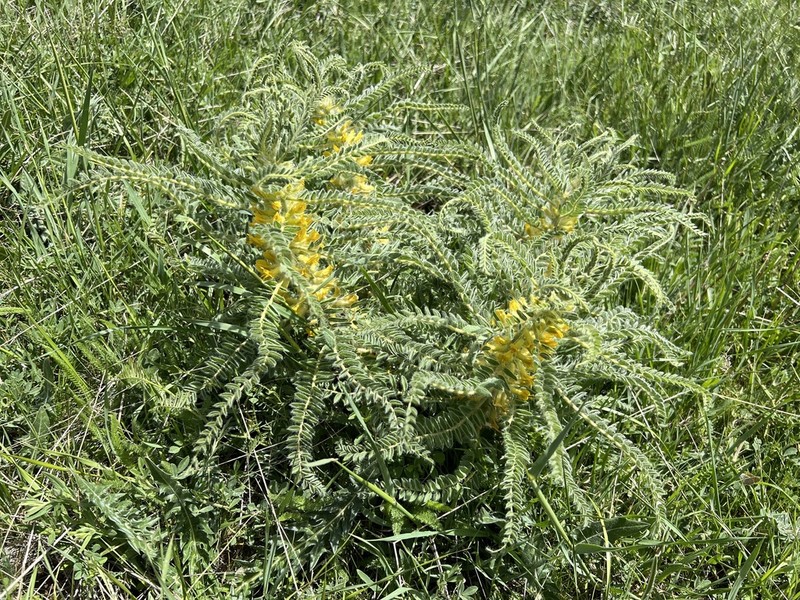Astragalus christianus photo 3