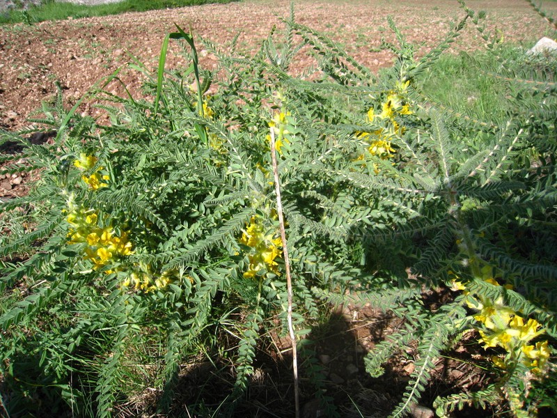 Astragalus christianus photo 4