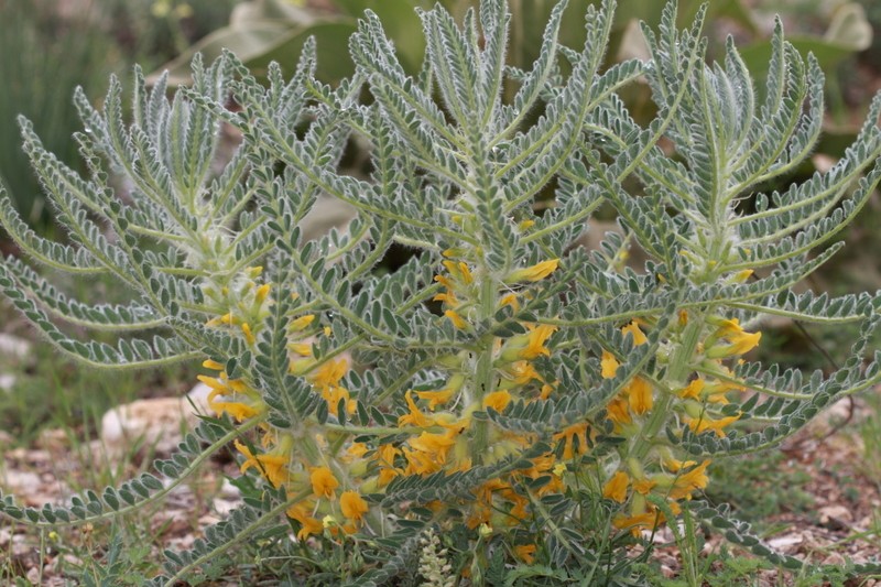 Astragalus christianus photo 5