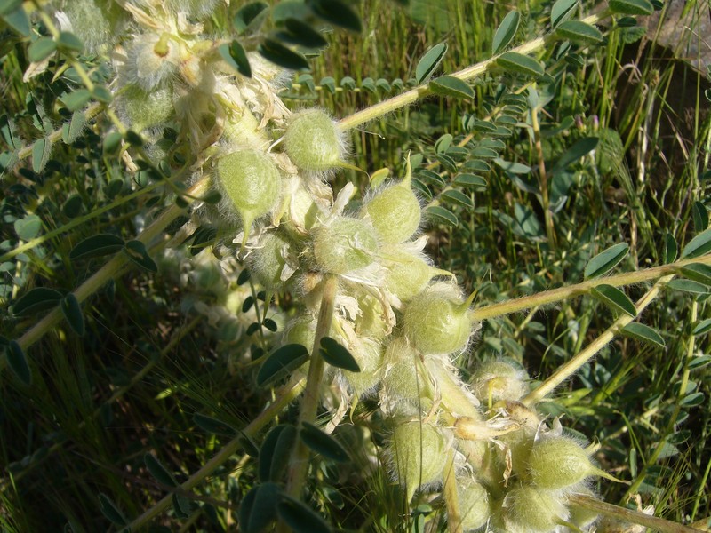 Astragalus christianus subsp. christianus