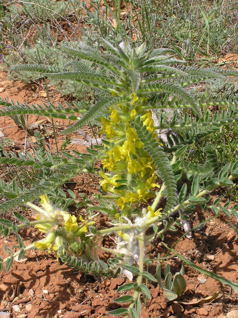 Astragalus christianus subsp. christianus photo 2
