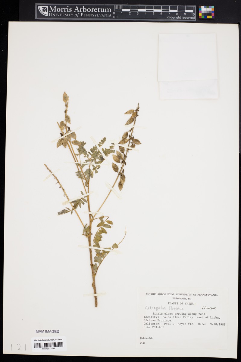 Astragalus christianus subsp. christianus photo 3