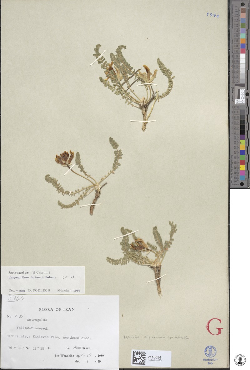 Astragalus chrysanthus