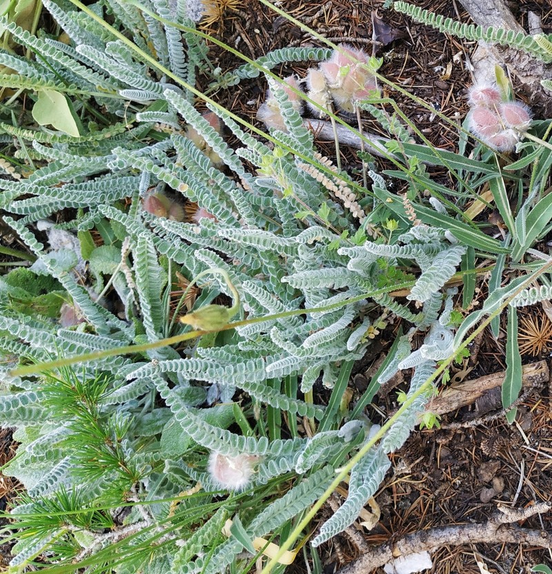 Astragalus chrysochlorus photo 5