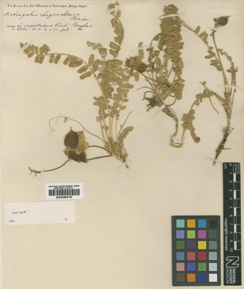 Astragalus chrysochlorus photo 6