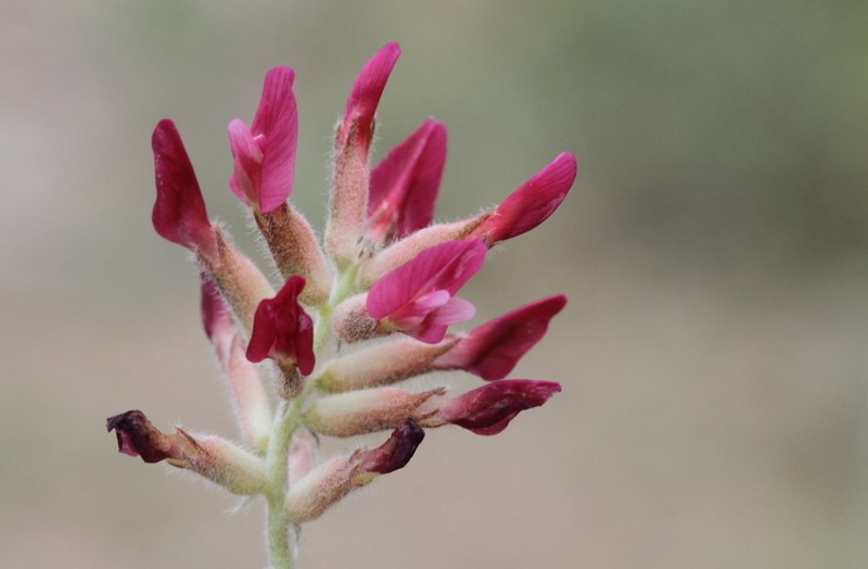 Astragalus chrysochlorus