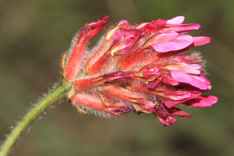 Astragalus chrysochlorus photo 2