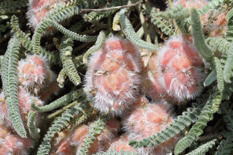 Astragalus chrysochlorus photo 3
