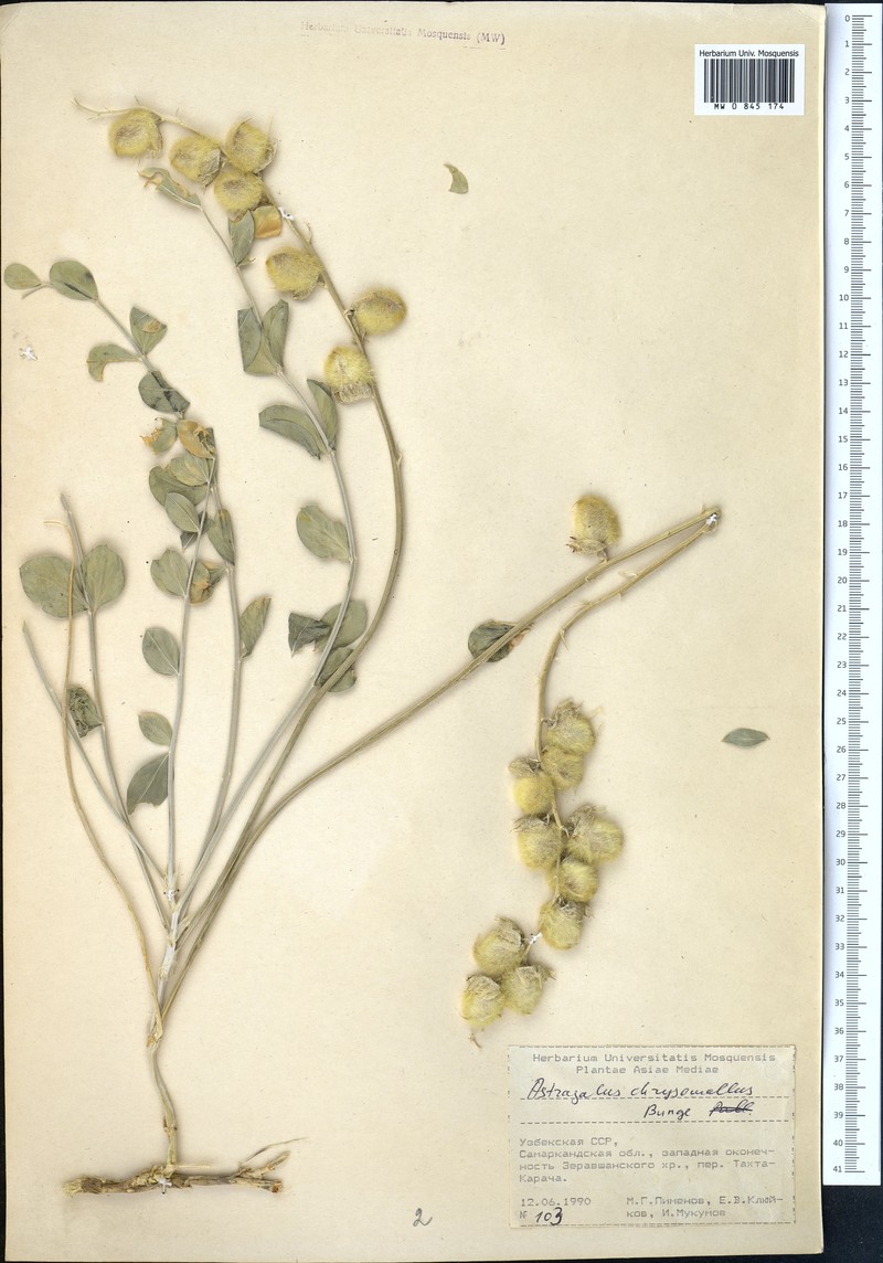 Astragalus chrysomallus
