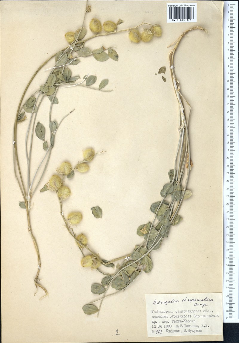 Astragalus chrysomallus photo 2