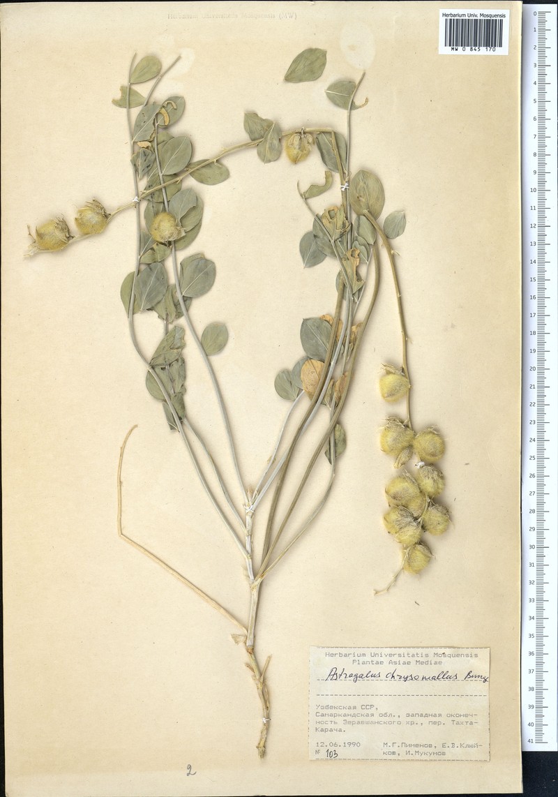 Astragalus chrysomallus photo 3