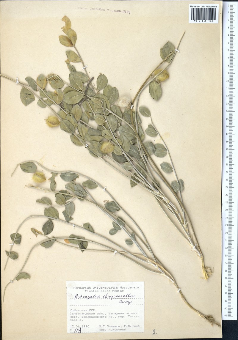 Astragalus chrysomallus photo 4