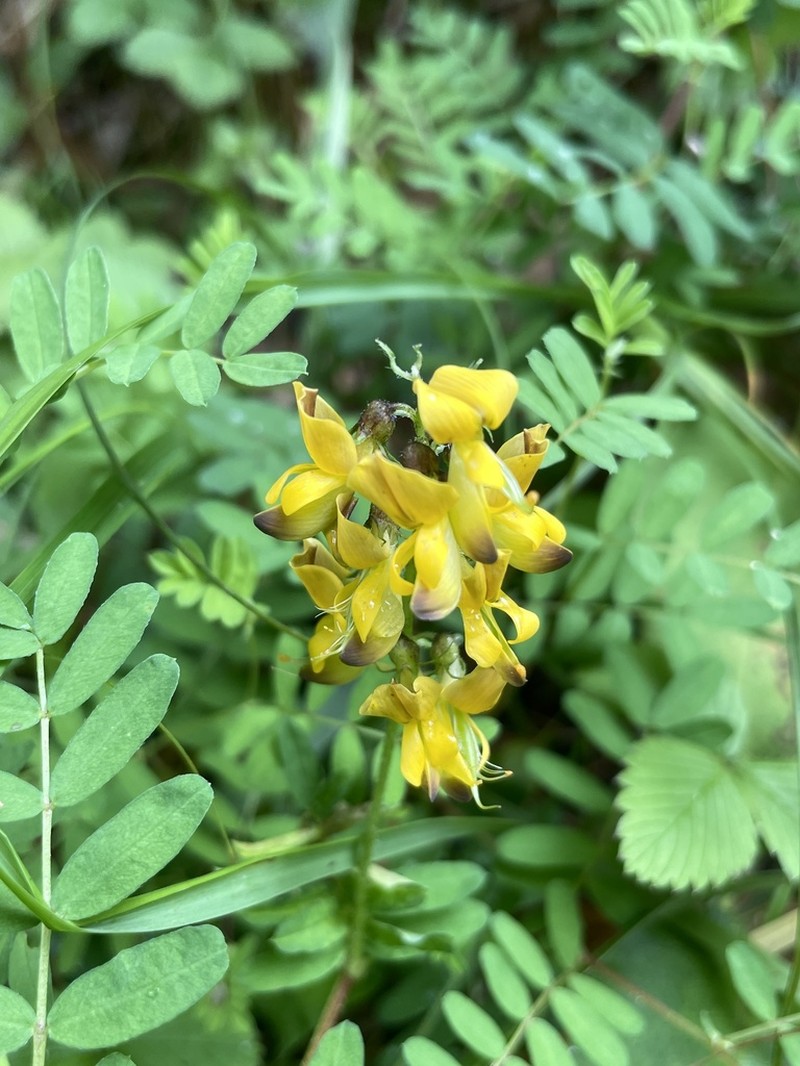 Astragalus chrysopterus photo 2