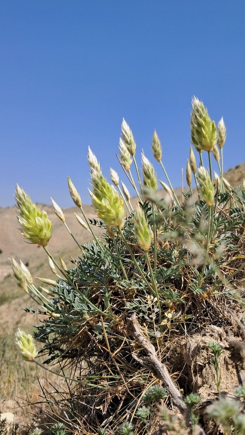 Astragalus chrysostachys photo 3